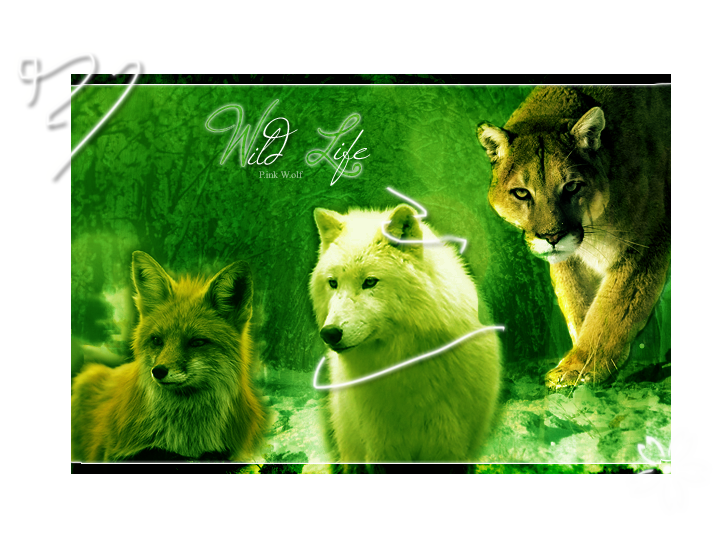Wild Life