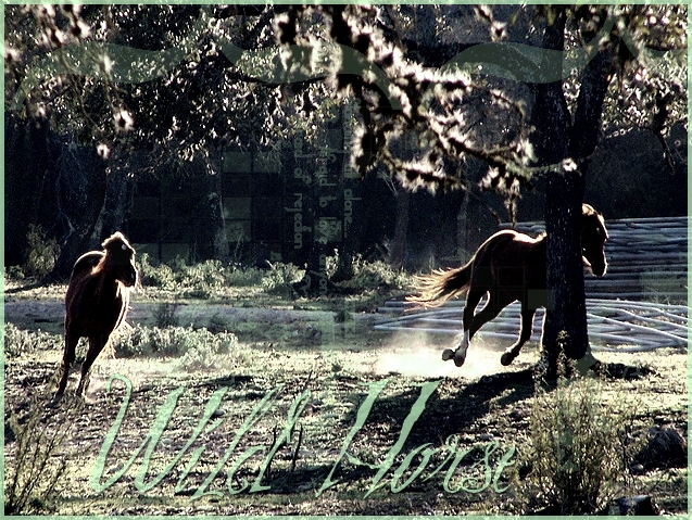 Wild Horse