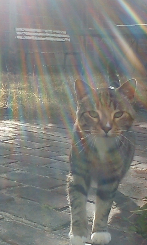 Votre animal de compagnie ;) - Page 2 1356915406091978000