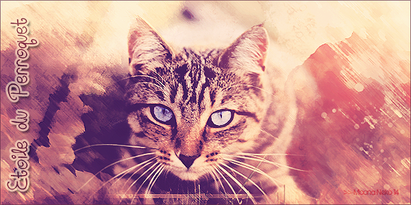 Cat's News - Le Retour ! 1401987796013163900