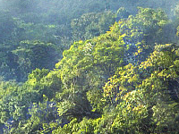serissa forest