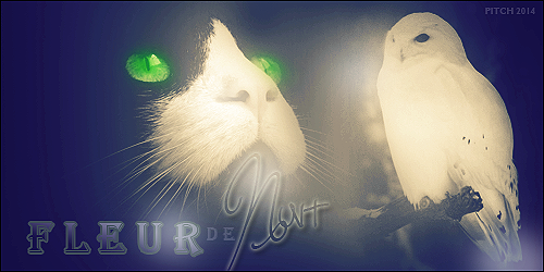 Boule de Soleil - chaton du Clan du Tonnerre 1409408798020024600