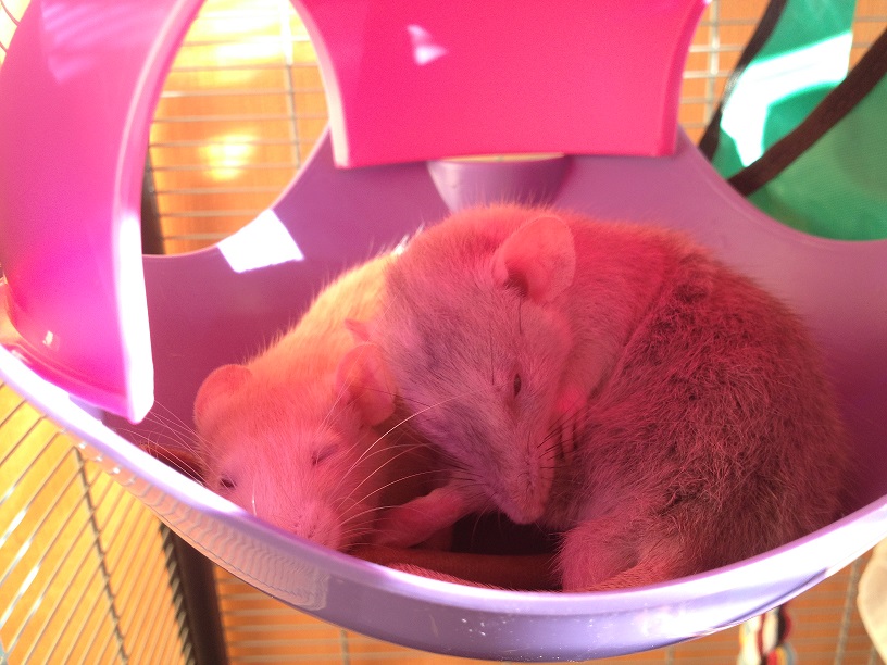 Honey & Yoko! :) 1414088255077732600