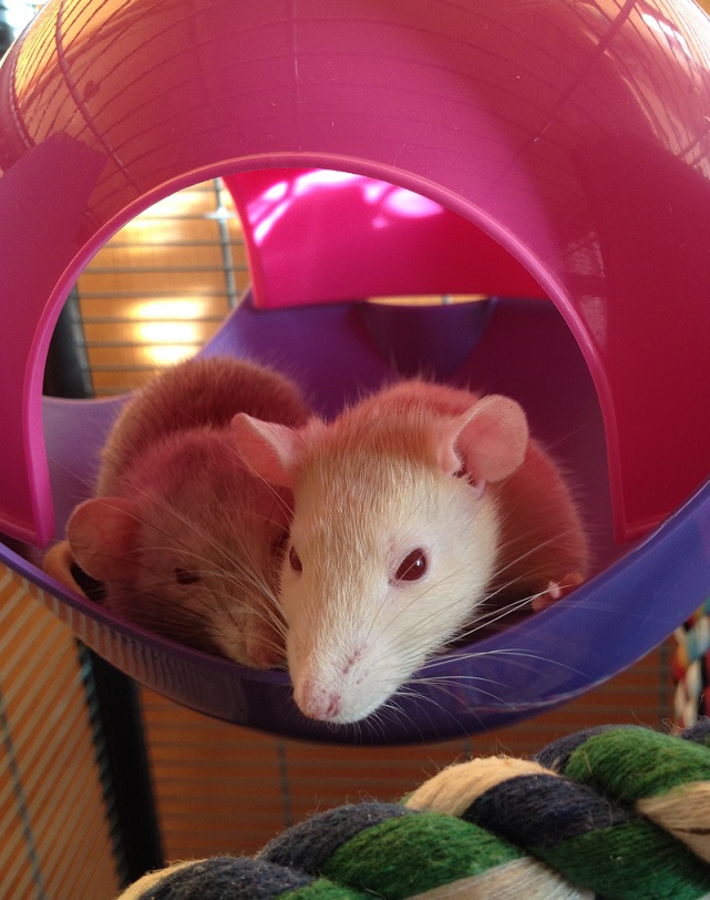 Honey & Yoko! :) 1414088280070579900