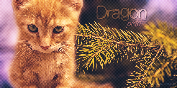 Petit Dragon - Chaton - Mâle 1416764062084600600