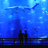aquarium