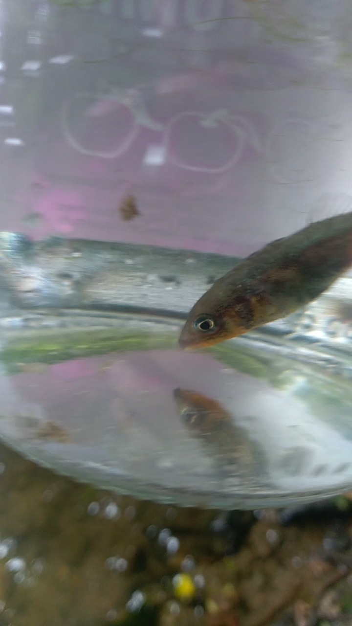 Petits poissons -Ujg0rqX
