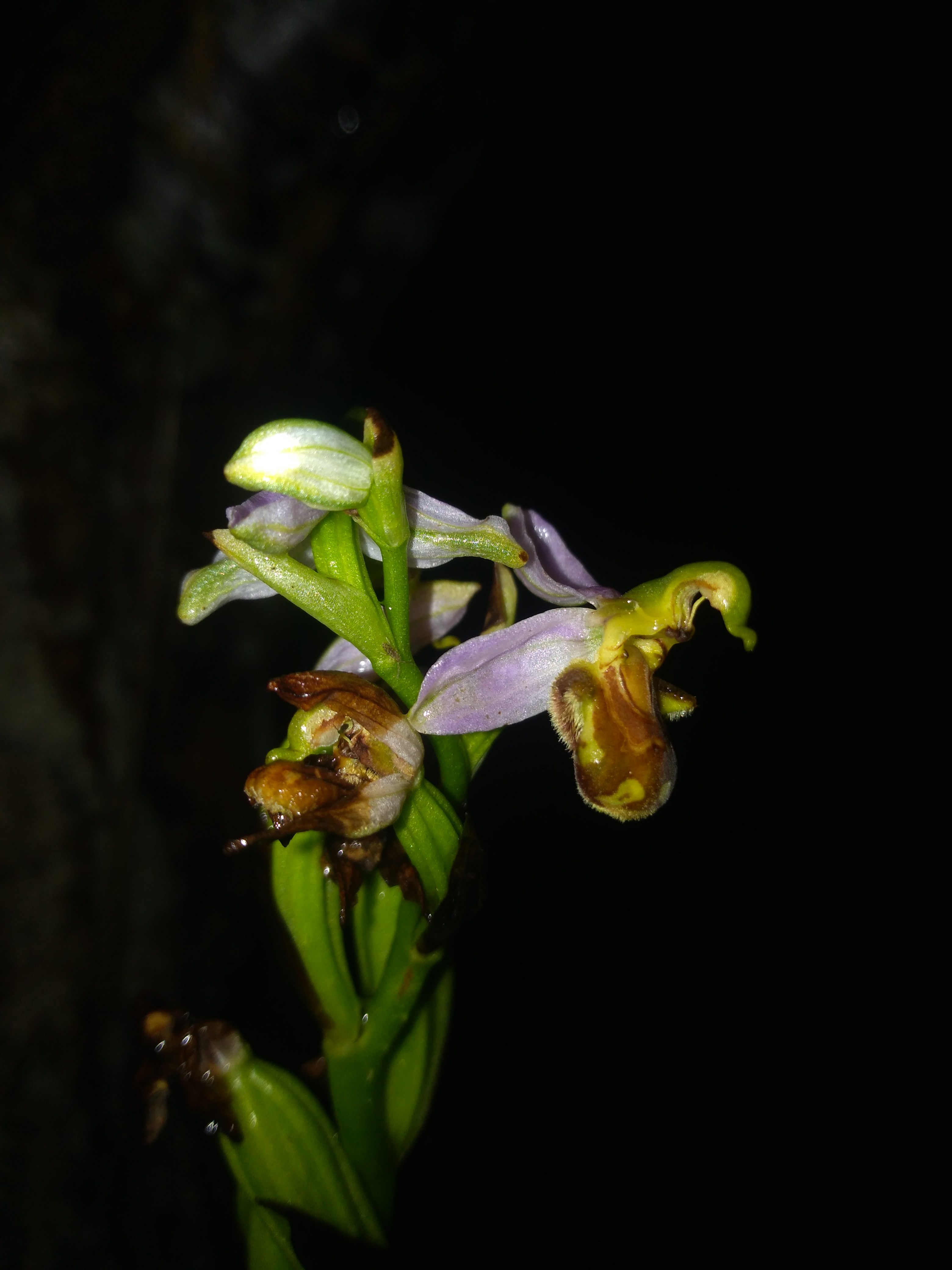 Orphys abeille ? GCzP8Oe4