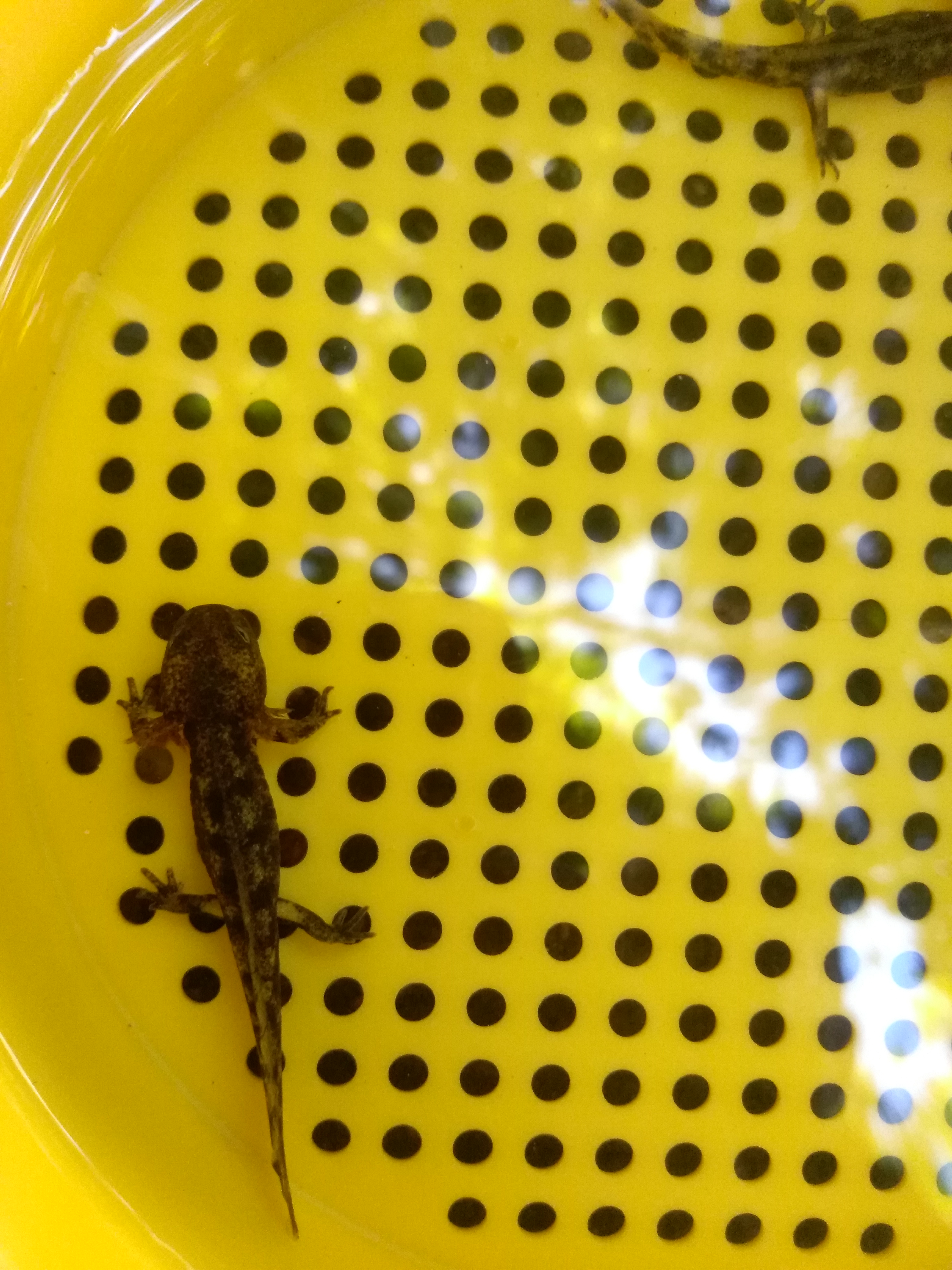 [Salamandra salamandra] Larves de salamandre dans un lavoir ? KMlTQGa1