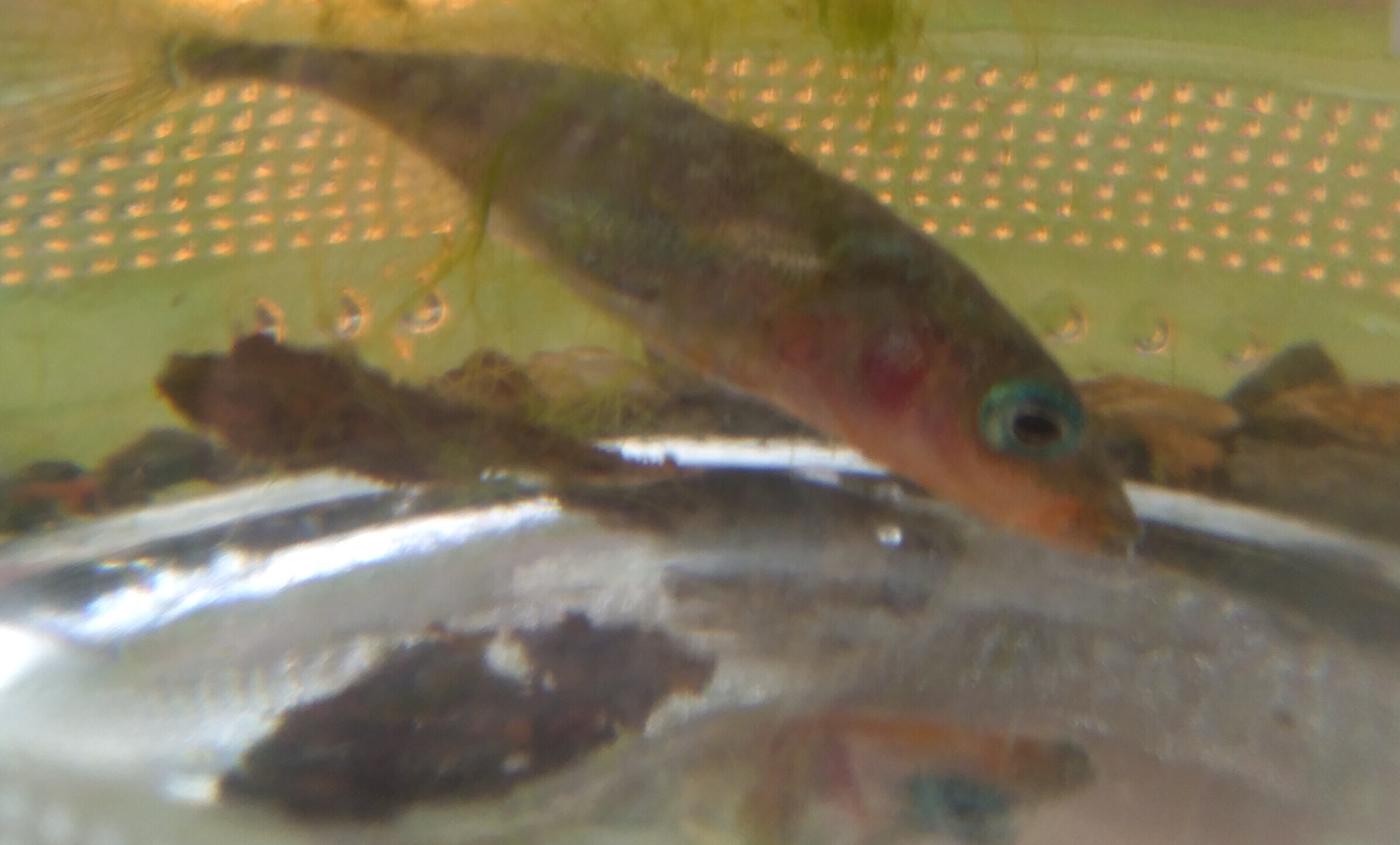 [Gasterosteus aculeatus] Petits poissons de la vallée de Costour (29) Q6BYCS8K