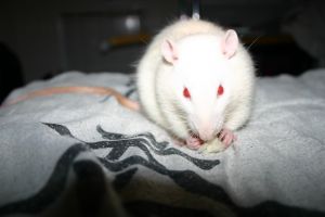 Miniature