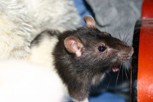 Miniature