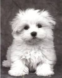 Miniature