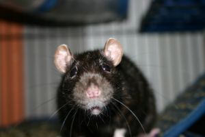 Miniature
