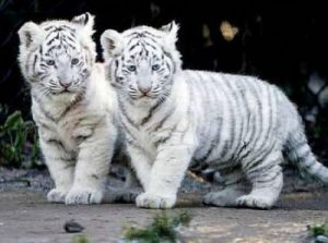 Miniature