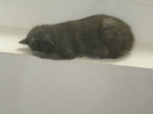Miniature