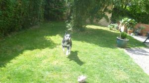 Miniature