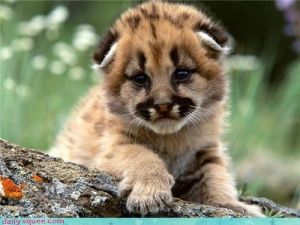 Miniature