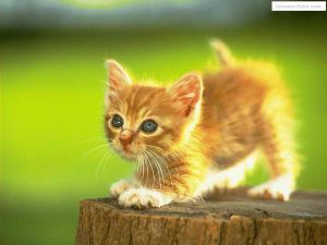Miniature