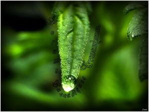 Miniature