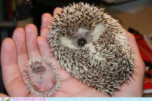 Miniature