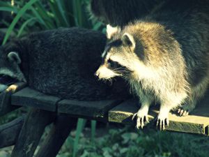 Miniature