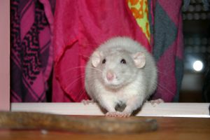 Miniature