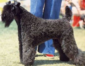 Miniature