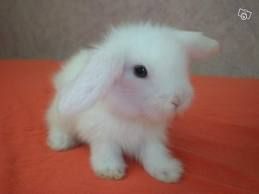 Miniature