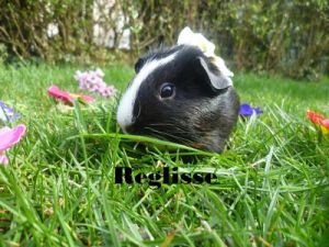 Miniature