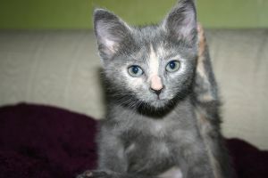 Miniature