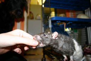 Miniature