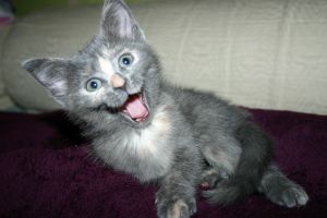 Miniature