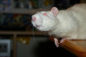 Miniature