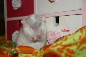 Miniature