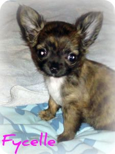 Miniature
