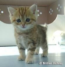 Miniature
