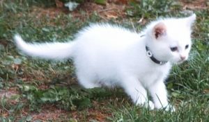 Miniature