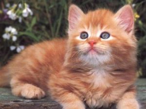 Miniature