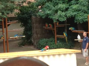 Miniature