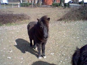 Miniature