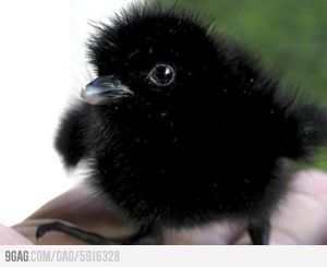 Miniature