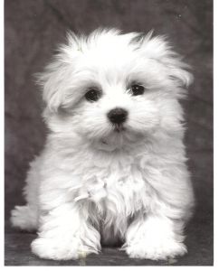 Miniature